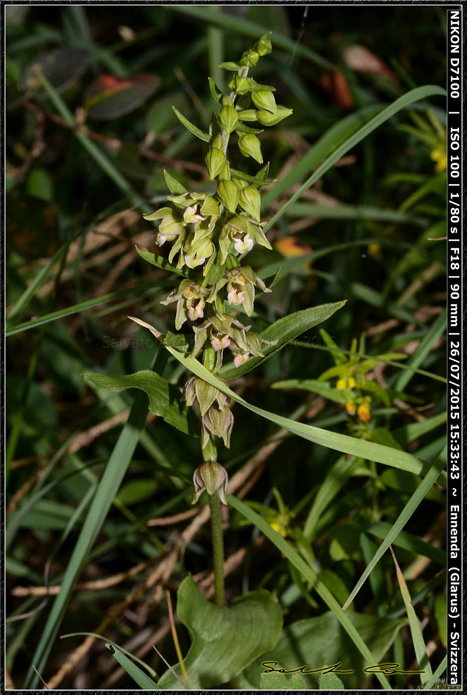 Epipactis helleborine dalla Svizzera 4